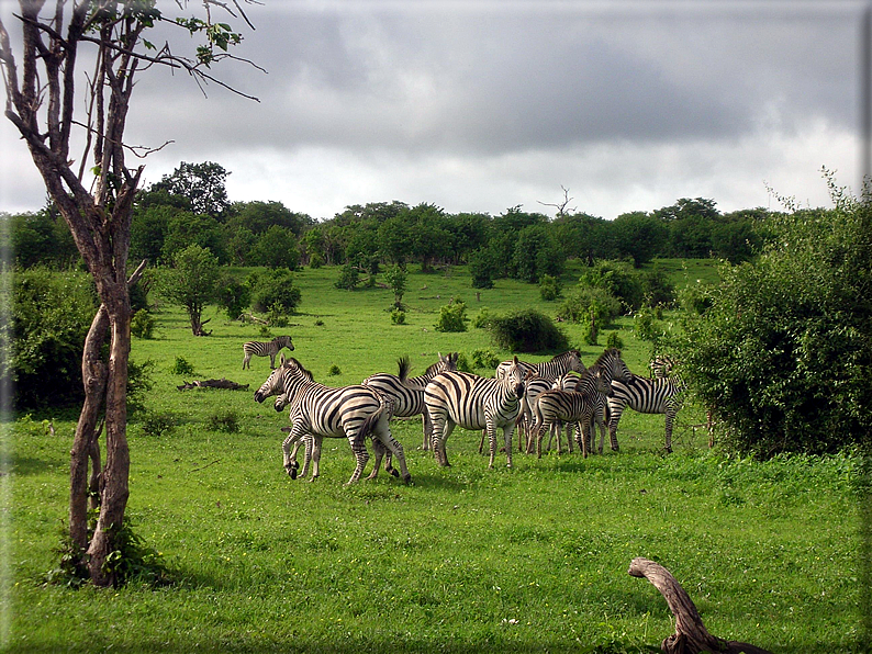 foto Parco nazionale del Chobe